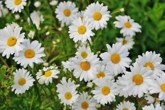 Photo de marguerites